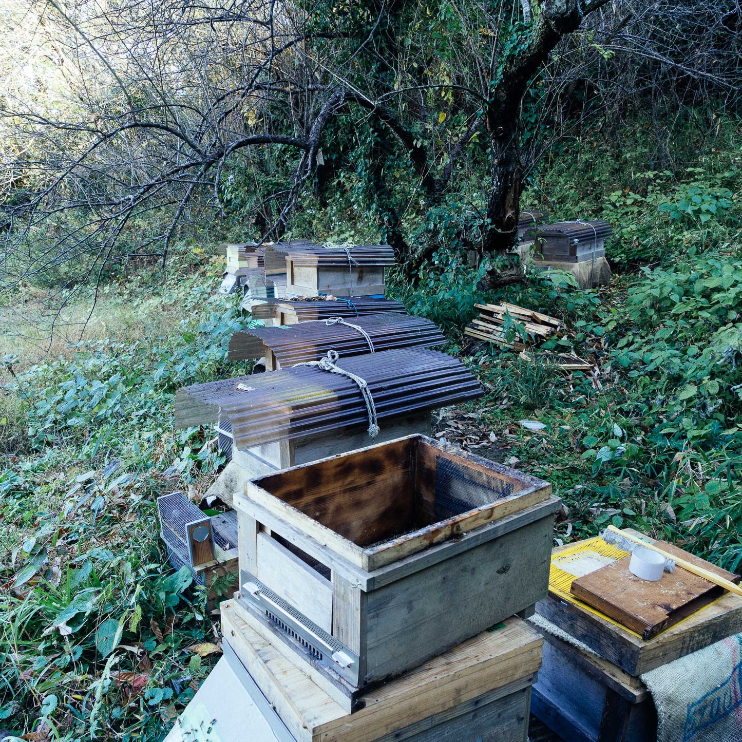 メローサーフ養蜂園のハチミツ