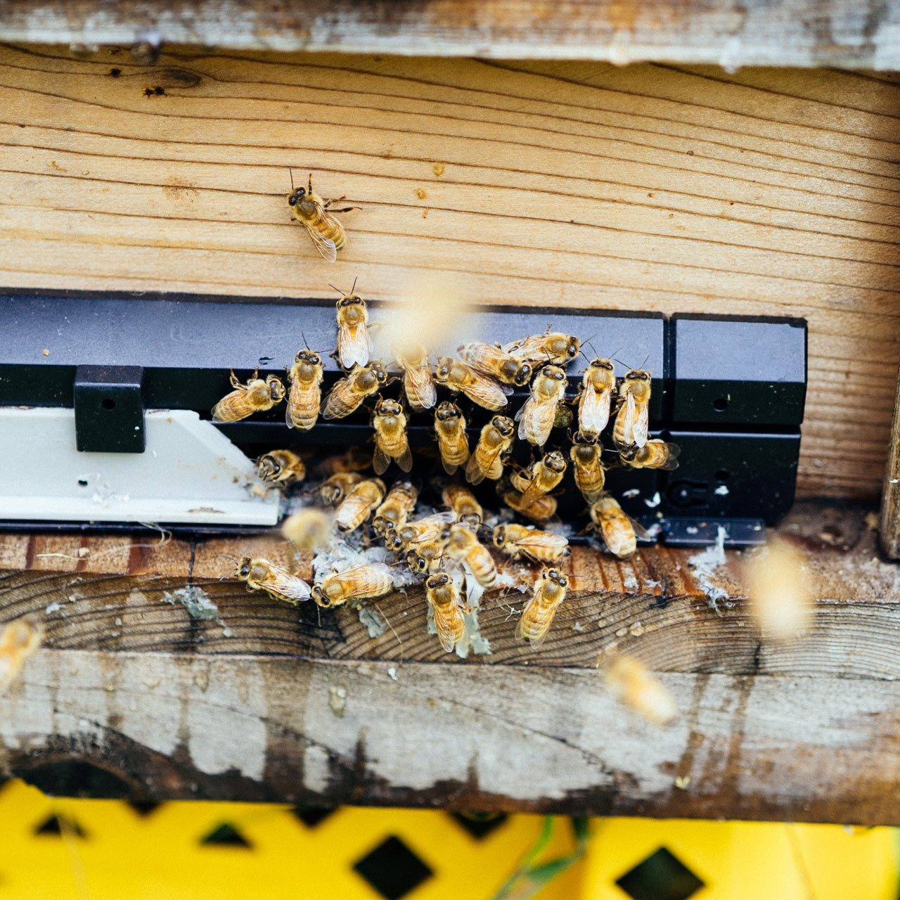 弥八養蜂のハチミツ